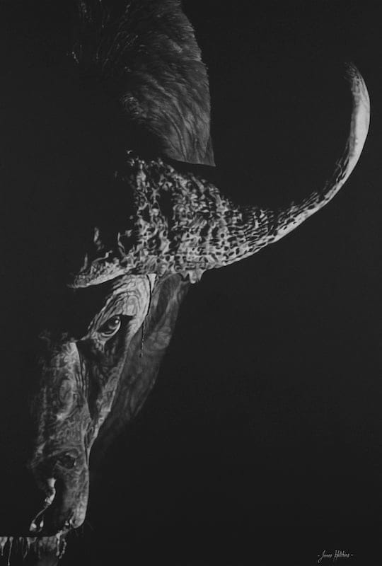 Death Stare_The Cape Buffalo by James Hitchins, White Charcoal on Black Paper