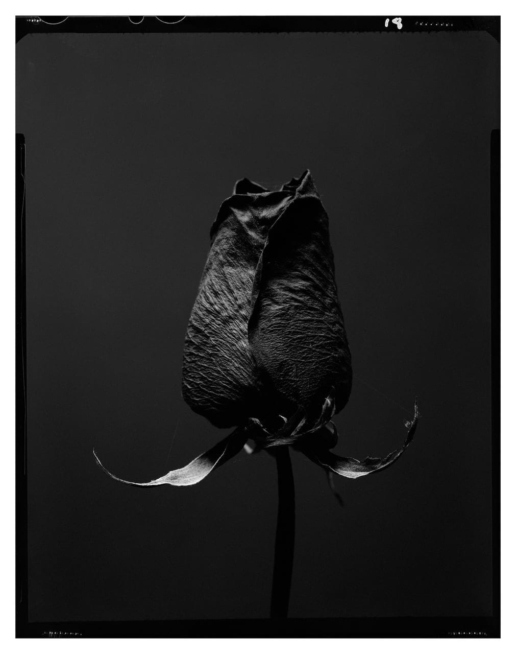 English Rose 1 by Tobias Alexander Harvey, Photograph on paper, 2020